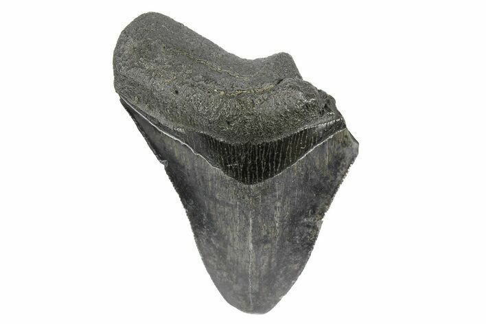 Partial Megalodon Tooth - Sharply Serrated #181173